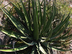 Agave difformis