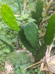 Opuntia dejecta