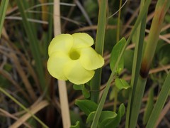 Pentalinoninae