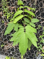 Uraria crinita