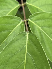 Uraria crinita