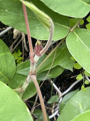 Uraria crinita