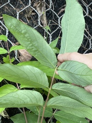 Uraria crinita