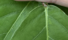 Uraria crinita