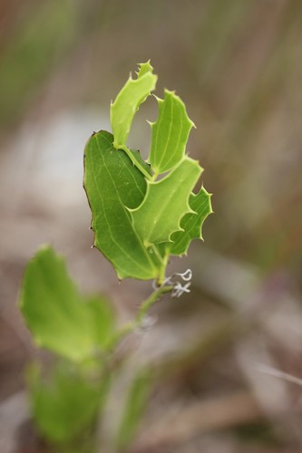 Smilax havanensis (Smilax havanensis)