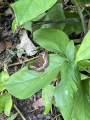 Tanaecia trigerta