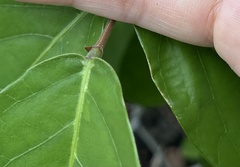 Uraria crinita
