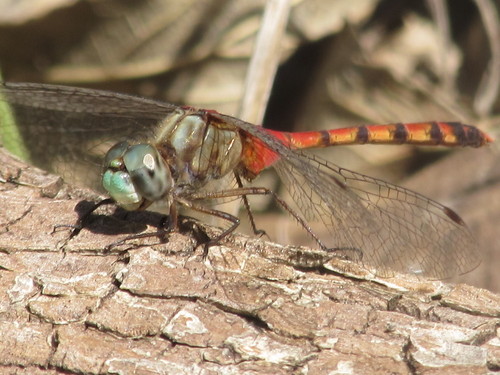 Blue-faced Meadowhawk