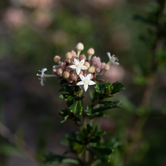 Pomaderris obcordata