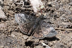Erynnis icelus