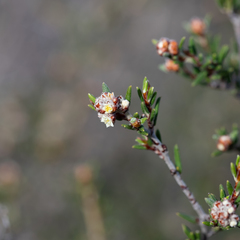 Spyridium eriocephalum