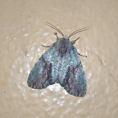 Stauropides persimilis