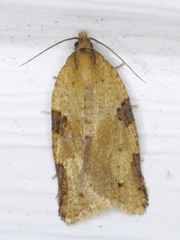 Clepsis spectrana