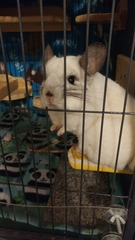 Chinchilla
