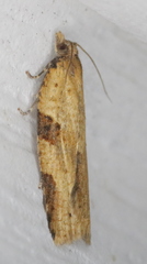 Clepsis spectrana