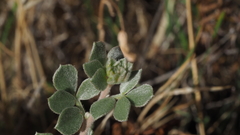 Acmispon argophyllus argophyllus