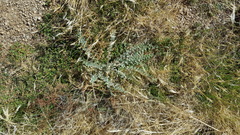 Acmispon argophyllus argophyllus