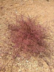 Cordylanthus tenuis brunneus