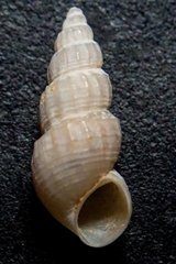 Tryonia porrecta