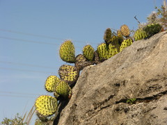Opuntia stenopetala