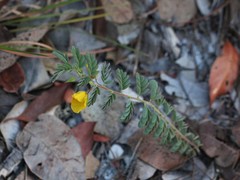 Chamaecrista lineata keyensis