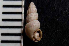 Tryonia porrecta
