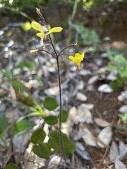 Vancouveria chrysantha