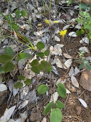 Vancouveria chrysantha