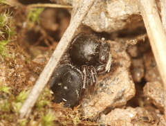 Phidippus olympus