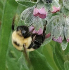 Bombus nevadensis