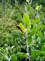 Necydalis cavipennis