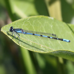 Enallagma laterale