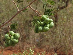 Dichrostachys