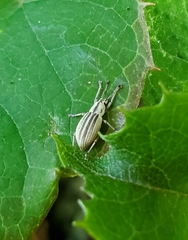 Aphrastus taeniatus