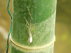 Anolis peraccae