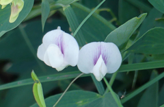 Lathyrus lanszwertii