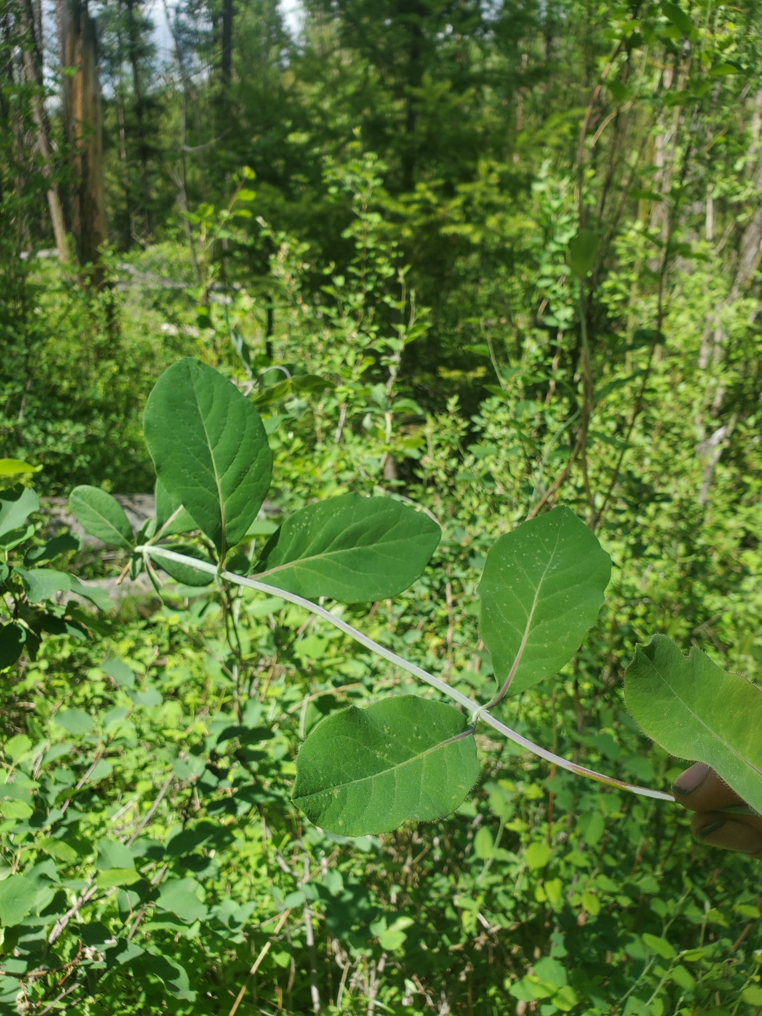 orange honeysuckle