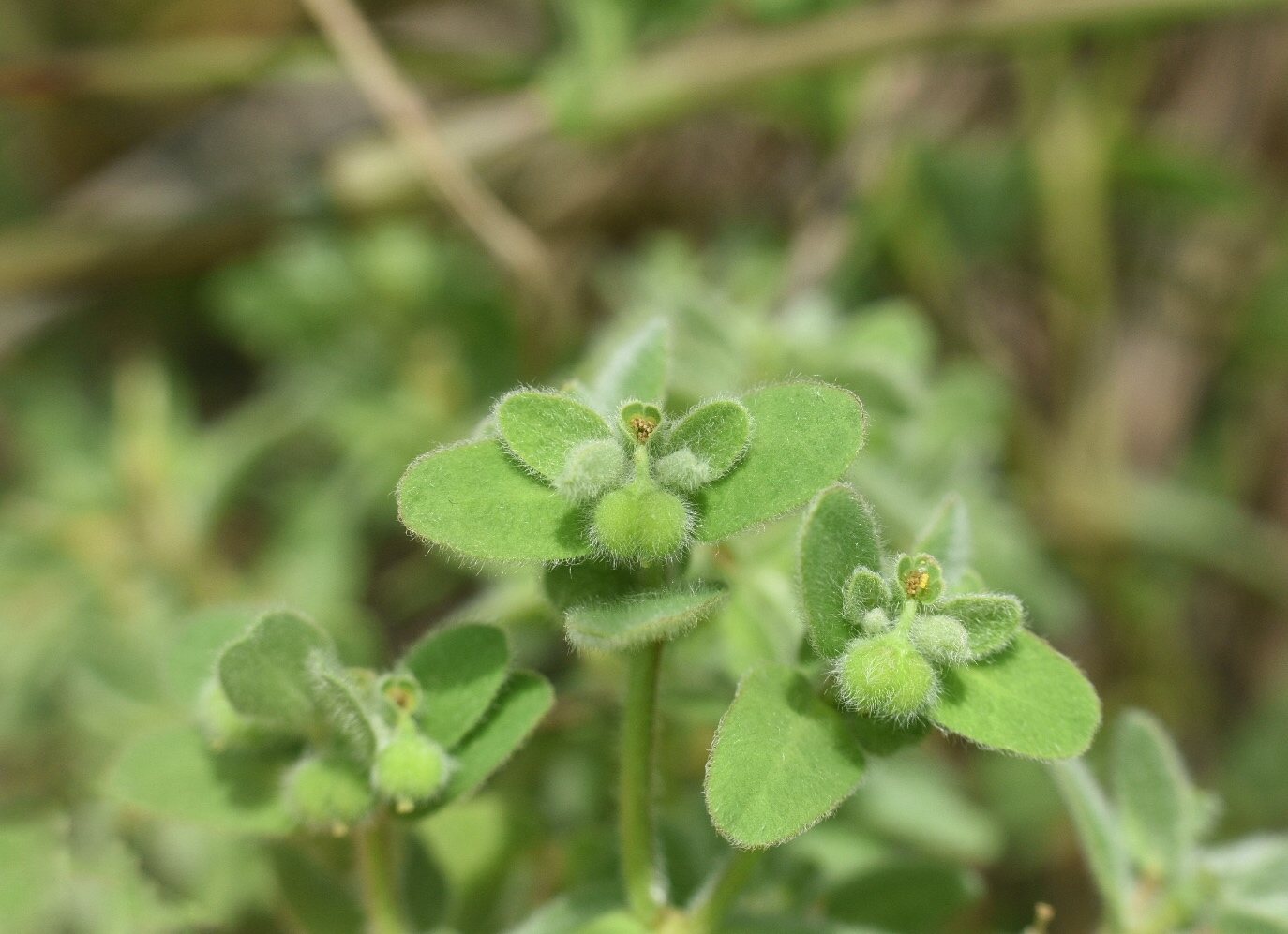 Euphorbia innocua