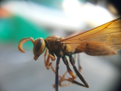 Polistes diabolicus