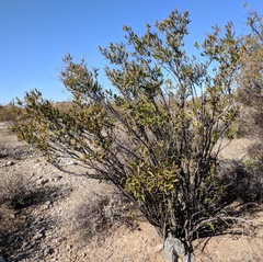 Pleradenophora bilocularis