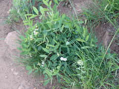 Lathyrus lanszwertii