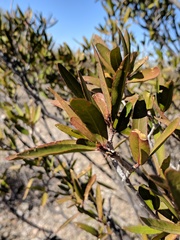 Pleradenophora bilocularis