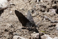 Erynnis icelus