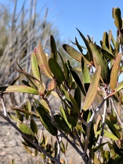 Pleradenophora bilocularis