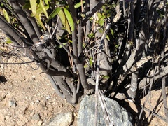 Pleradenophora bilocularis