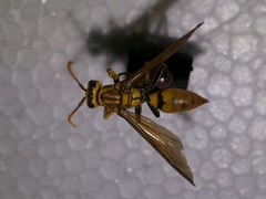 Polistes diabolicus