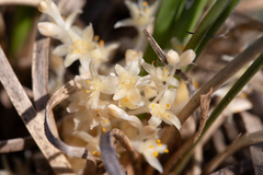 Lomandra effusa