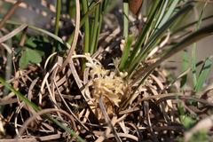 Lomandra effusa