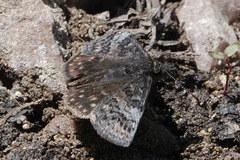 Erynnis icelus