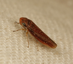 Graphocephala uhleri